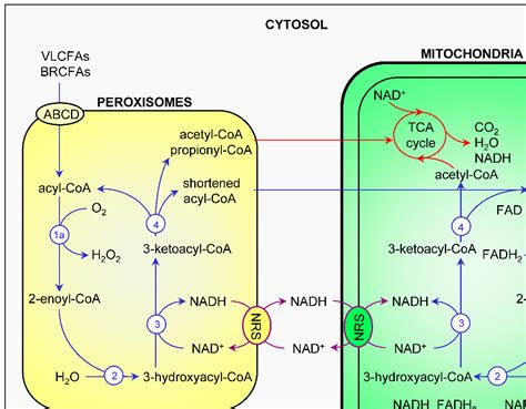 beta-oxidation|17.2: Oxidation of Fatty Acids .
